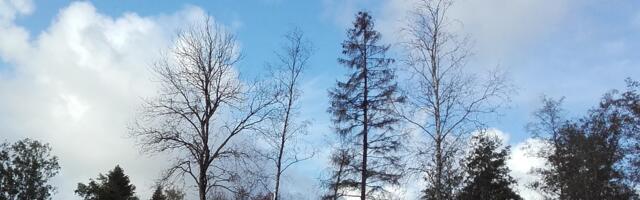 ANDRES JAANUS: kui puudelt võetakse kodu