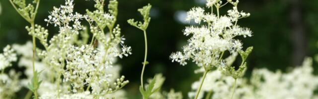 KÄES ON NÕIAJOOGI AEG! Valmista angervaksast isiklik maagiline rüübe
