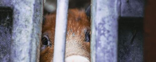 Nähtamatud Loomad kutsub regionaalministrit üles lõpetama puuriajastu