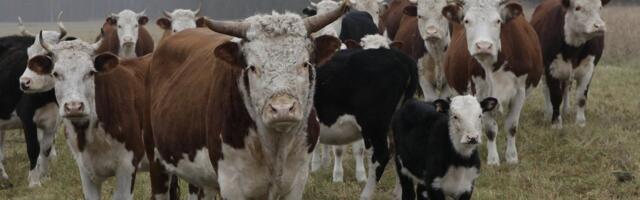 Veisekasvatajad peavad igapäevaselt pingutama, et eestlased eelistaksid tarbida kohalikku liha