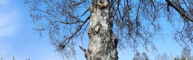 FOTO | Küll see loodus oskab üllatada. Vaata, mis kasel kasvab