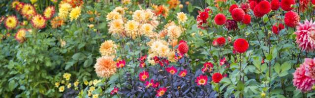 DAALIAD AIAS: sügisene mugulate ülesvõtmine on lausa omaette teadus