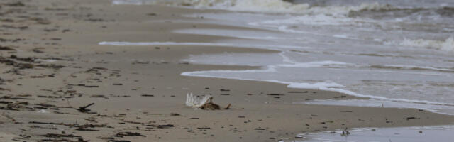 Naabermaakonnas leiti lindude gripp