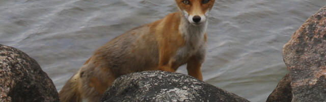 Keskkonnaamet toetab rebasejahti