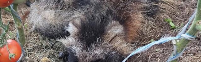 FOTO | Järvamaal jäi kährikupoeg kasvuhoonesse tuttu