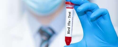 Lätis levib linnugripp: mida meil on oluline teada