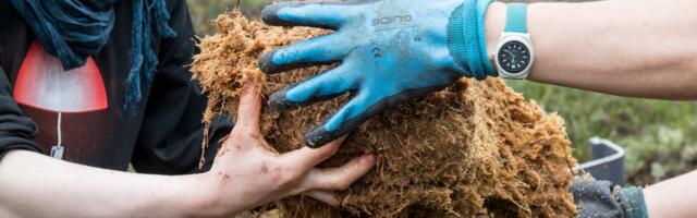 Tarmo Soomere: soode taastamine rikub mitut roheleppe printsiipi