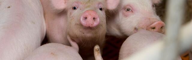 PTA kehtestas 11 uut viibimiskeeldu seoses sigade Aafrika katkuga