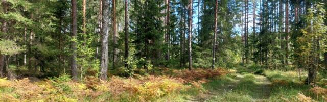 Erametsanduse toetussüsteem uueneb