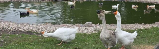 TUVASTATI LINDUDE GRIPP | Hiiumaal Nuudi Hobitalus hukatakse kõik linnud