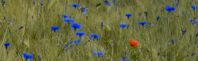 Juuni oli põuane, juuli keskpaigani lubab ilmaprognoos vihma