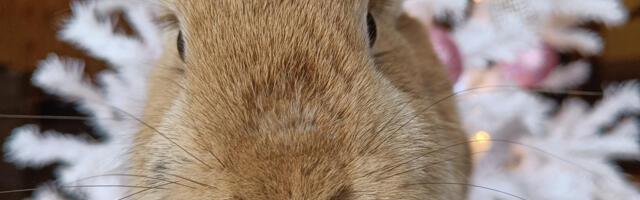 Tõnis Malkov korraldab heategevusliku jõuluoksjoni küülikute varjupaiga toetuseks