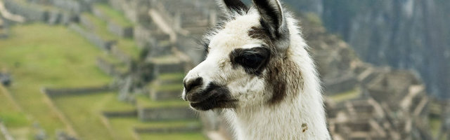 Laamade veres sisalduv antikeha võib anda immuunsuse koroonaviiruse vastu