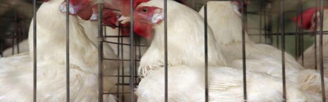 Mehhiko Tervishoiuminister nimetas jamaks WHO kolmapäevast teadet, et inimene suri linnugripitüve tagajärjel