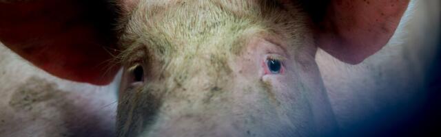 Veterinaaride ühisavaldus: SAKi tõrjes peab tegutsema kiiresti ja ühtsete reeglite järgi