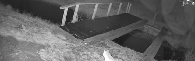 VIDEO | Haruldane kaader: Häädemeestes luusis maja lähedal ringi šaakalipere