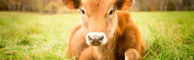 KOPSUROHI: Indias on hakatud koroonat ravima lehmasõnnikuga