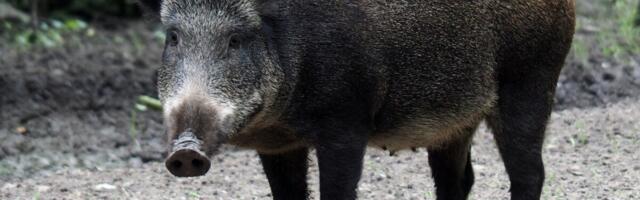 KIK annab sigade Aafrika katku tõkestamiseks metssigade küttimise toetust