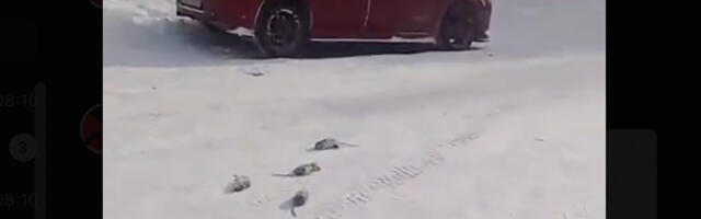 VIDEO: Venemaad tabas erakordne külm, rotid surevad nagu kärbsed