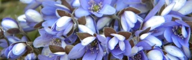 ILM: Teisipäev – Vähese pilvisusega ilm, õhutemperatuur on -2..+12°C