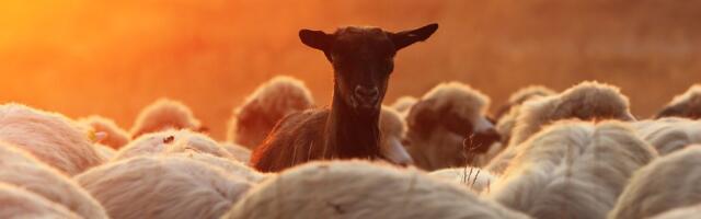 3 sodiaagimärki, keda miskipärast kõige rohkem halvustatakse