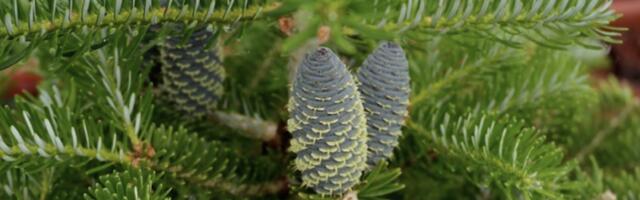 Siberi nulg õli pikendab inimese eluiga?