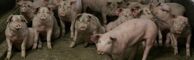 EPKK: SAK-i kahjud tuleb hüvitada ka toidutööstustele