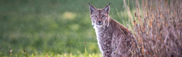 Haruldane kaader: loe, kuidas õnnestus fotograafil pildistada Harjumaal kitse jälgivat ilvest