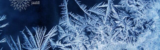 Loodushoiu Fondi soovitus uueks aastaks: kodud jäälillevabaks!