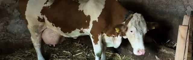 "Dešavalo se da se rode i sa dve glave, ali ovo se nije desilo" Čudo potreslo Srbiju: Krava Beba šokirala sve