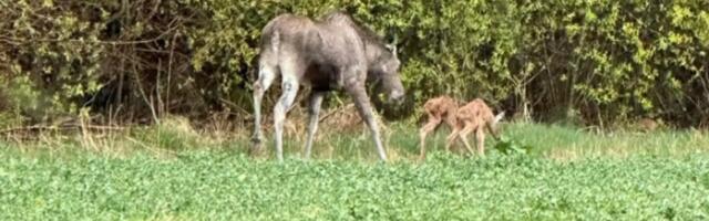 VIDEO | Lääne-Virumaal jäi kaamerasse põder koos kahe värske vasikaga