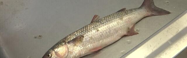 Pärnu kalurite võrku on hiljuti sattunud siin haruldased kefaalid