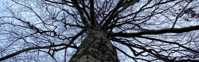 Hääletamine Reigi punase pöögi poolt Euroopa puu konkursil on avatud