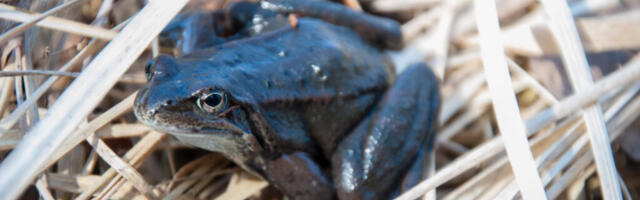 Looduse märgid elavad metsas