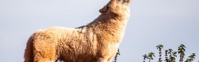 Alanud hundijahi käigus tohib esmalt küttida 84 hunti 