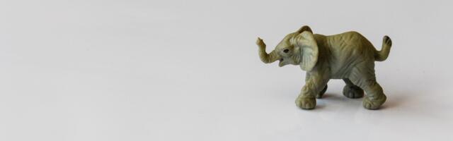 Elevandid vallutavad ka Paikuse lipuväljaku