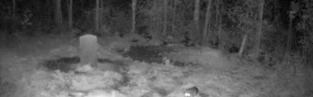 VIDEO | Laika kohtub hundiga ja pääseb imekombel surmavõitlusest