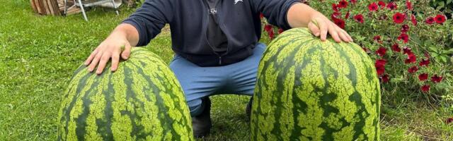 FOTOD | Millised purakad! Hiigelsuuri arbuuse kasvatav mees saavutas uue rekordi