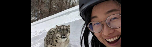 VIDEO: Hiinas ründas lumeleopard tüdrukut, kes tegi loomaga selfi