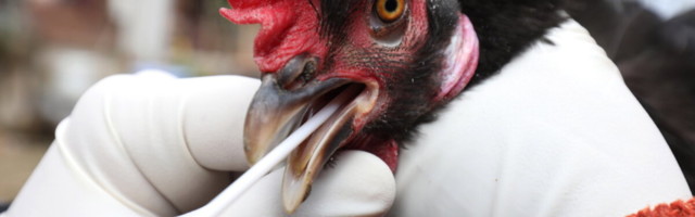 Kas oleme uue pandeemia lävel? Ohtlikku linnugrippi on täheldatud juba 46 riigis