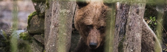 Arukülas ründas haavatud karu eile jahimeest. Järgnes käsitsivõitlus, mille lõpetas noahoop