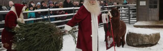 Jõulutaadid toovad Tallinna loomaaia asukatele kingitusi