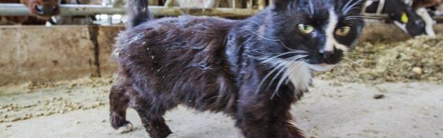 Kahe aasta pärast muutub kiip kohustuslikuks isegi laudakassidele