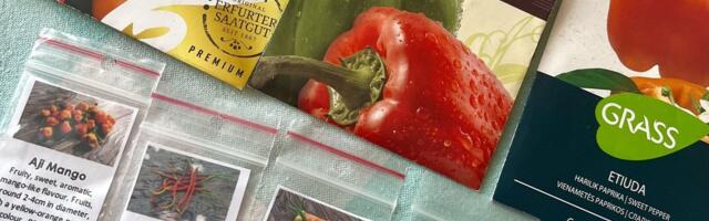 OMA KOGEMUS | Leidsin arvatavasti parima mooduse tugevate paprikataimede kasvatamiseks