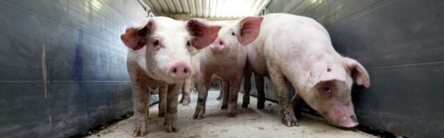 Seakatku tõrjumisel on fookus põletamisel – matmine jääb viimaseks abinõuks