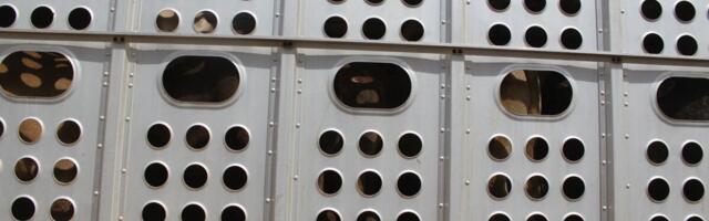 Algas arutelu loomade veo nõuete muutmise algatusele