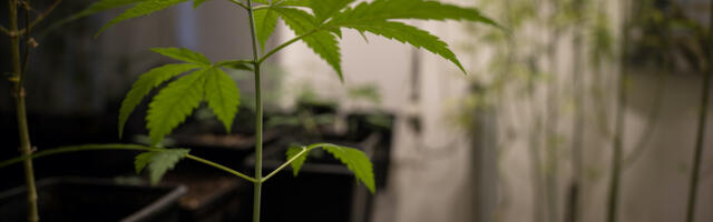 Saksa kriminaalpolitseinike ühendus nõuab kanepi legaliseerimise eelnõu tagasivõtmist