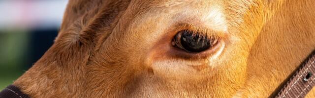 Mari Kukk: tuleb välja, et inimene on üks paras lehm