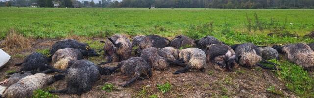 Hunte on liiga palju või liiga vähe? Lambakasvataja: hundid murdsid maha kogu karja