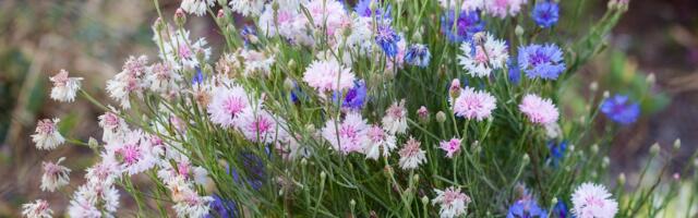 Omavalitsuse kultuurijuhtide arenguprogramm toetab ja tugevdab kohalikku kultuurielu